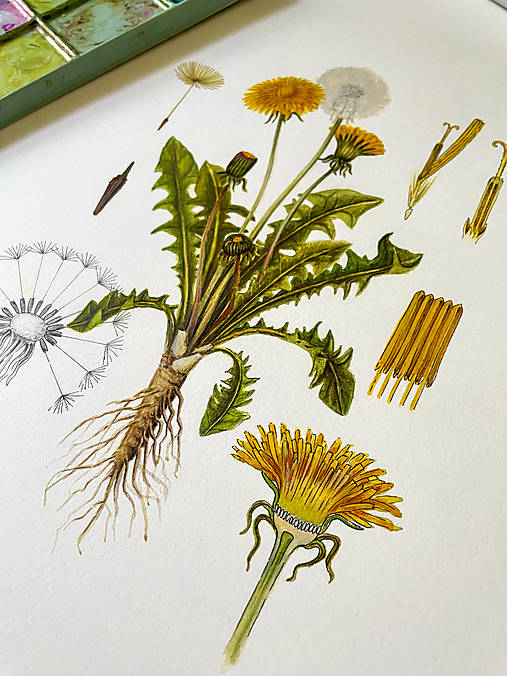 Obrazy - Botanický obraz PÚPAVA LEKÁRSKA - Original / fine art print - 18453085_