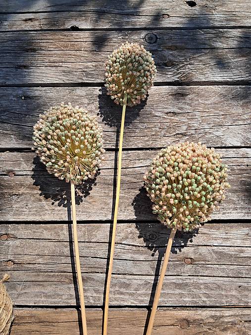 Dekorácie - Okrasný cesnak - 3 ks - 18460446_