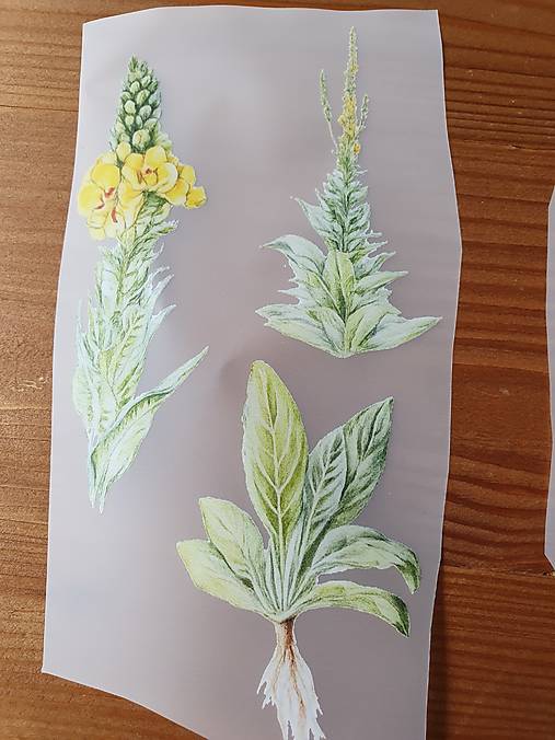 Papier - Nažehlovačky Rastlinky - 18492544_