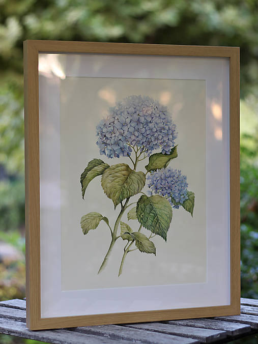 Obrazy - Botanická akvarelová maľba – Hortenzia, Fine Art Giclée print (PRINT 30 × 40cm s rámom (40x50cm s paspartou)) - 18591471_