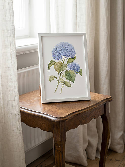 Obrazy - Botanická akvarelová maľba – Hortenzia, Fine Art Giclée print (PRINT A4 (21 × 29,7 cm) s rámom (30x40cm s paspartou)) - 18591474_