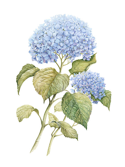 Obrazy - Botanická akvarelová maľba – Hortenzia, Fine Art Giclée print (PRINT 40x55cm bez rámu) - 18591482_
