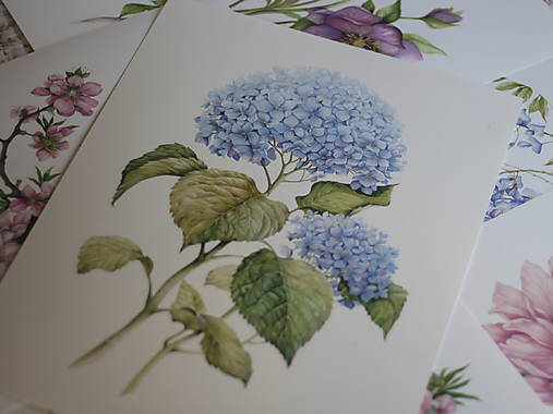 Obrazy - Botanická akvarelová maľba – Hortenzia, Fine Art Giclée print (PRINT A4 (21 × 29,7 cm) bez rámu) - 18591741_