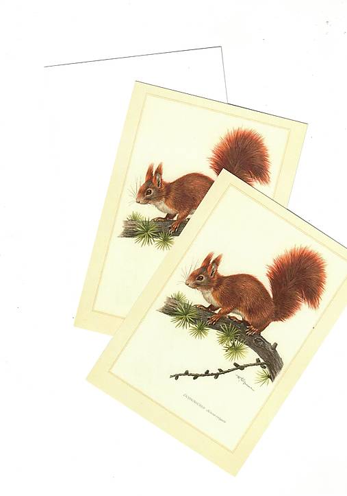 Papiernictvo - Pohľadnica "veverica" - 18610677_
