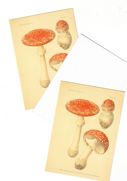 Papiernictvo - Pohľadnica "muchotrávka" - 18610680_