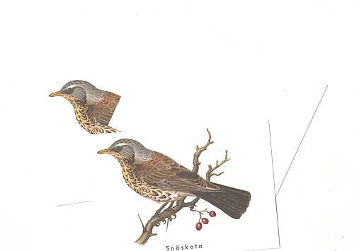 Papiernictvo - Pohľadnica "drozd" - 18610688_
