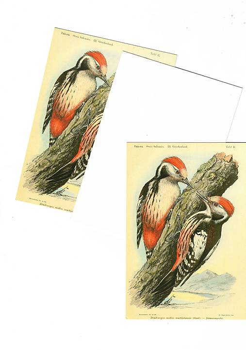 Papiernictvo - Pohľadnica "ďatlík" - 18610691_