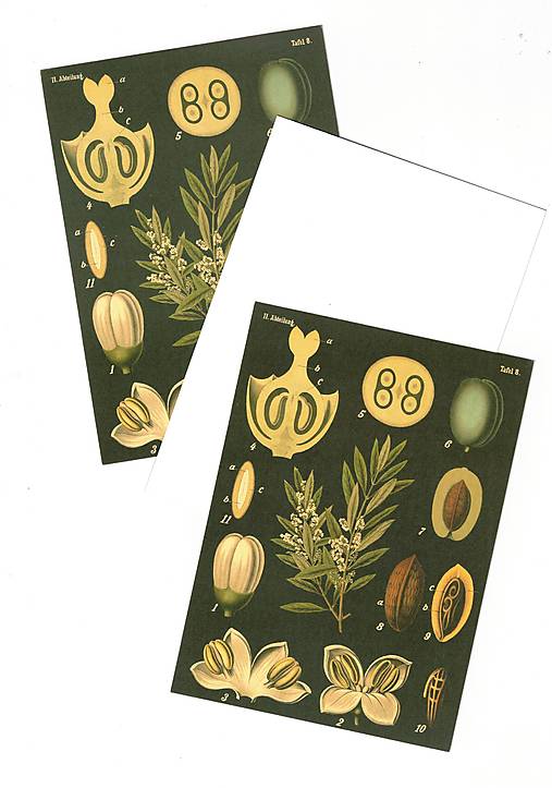 Papiernictvo - Pohľadnica "botany" - 18610699_