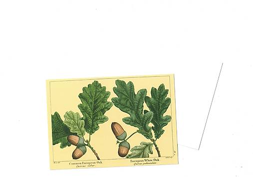 Papiernictvo - Pohľadnica "dubík" - 18610706_