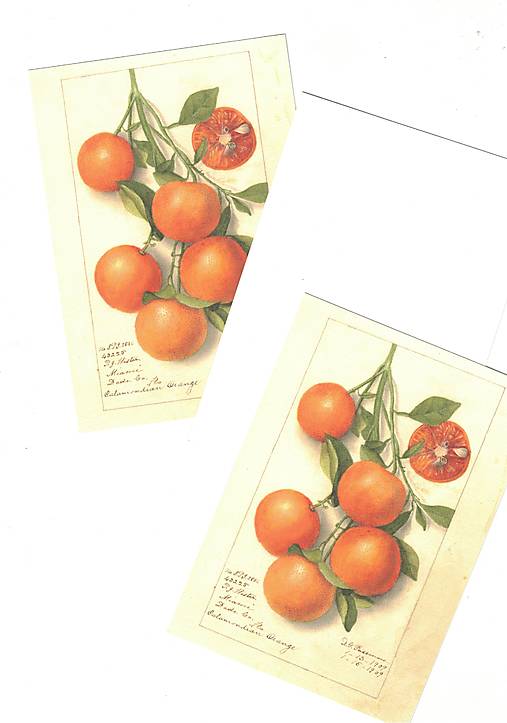Papiernictvo - Pohľadnica "pomaranč" - 18610711_