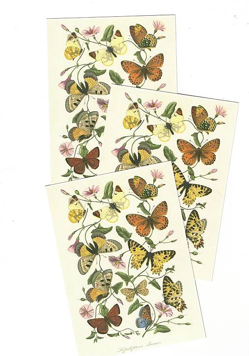 Papiernictvo - Pohľadnica "motýle atlas" - 18610715_